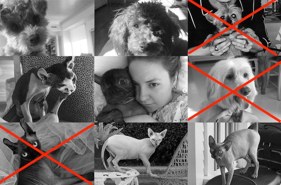 Collage of black-and-white images of pets, with Lena Dunham in the center. 