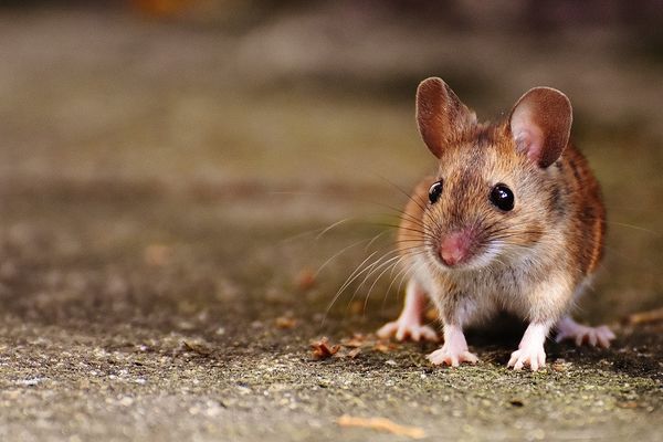 The worst time an exterminator tried to perform a spiritual healing in my kitchen